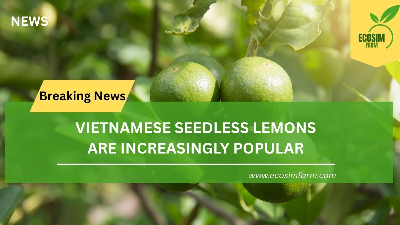 Vietnamese Seedless Lime: A Zestful Journey from Farm to Your Table